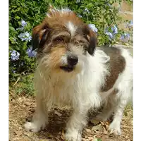 Foto dell\'animale cane - Matr. 2017/1232 - Microchip 380260043309747