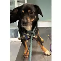 Foto dell\'animale cane - Matr. 2024/0615 - Microchip 380260044926541