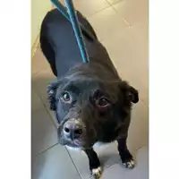 Foto dell\'animale cane - Matr. 2024/0618 - Microchip 380260101574191