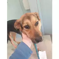 Foto dell\'animale cane - Matr. 2024/0619 - Microchip 380260044998334