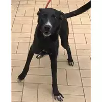 Foto dell\'animale cane - Matr. 2024/0620 - Microchip 380260044926544