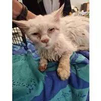 Foto dell\'animale gatto - Matr. 2024/0623 - Microchip 380260044927332