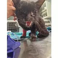 Foto dell\'animale gatto - Matr. 2024/0622 - Microchip 380260044927160