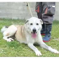 Foto dell\'animale cane - Matr. 2012/1345 - Microchip 380260040143798
