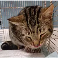 Foto dell\'animale gatto - Matr. 2024/0624 - Microchip 380260044927135
