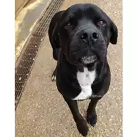 Foto dell\'animale cane - Matr. 2024/0627 - Microchip 380260044930281