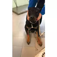 cane - Matr. 2024/0628 - Microchip 380260004648023