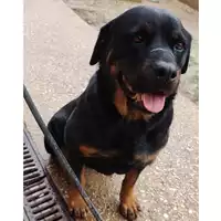 Foto dell\'animale cane - Matr. 2024/0629 - Microchip 380260004555871