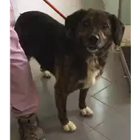 Foto dell\'animale cane - Matr. 2017/1463 - Microchip 380260043309910