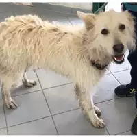 Foto dell\'animale cane - Matr. 2024/0631 - Microchip 380260044997710