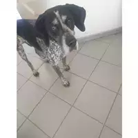 Foto dell\'animale cane - Matr. 2024/0228 - Microchip 380260002185448