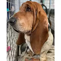 Foto dell\'animale cane - Matr. 2024/0635 - Microchip 380260100623369
