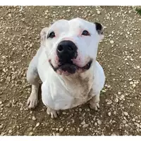 Foto dell\'animale cane - Matr. 2024/0643 - Microchip 380260101724649