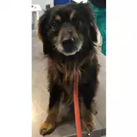 Foto dell\'animale cane - Matr. 2024/0645 - Microchip 380260102203934