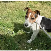 Foto dell\'animale cane - Matr. 2021/0180 - Microchip 380260044279117
