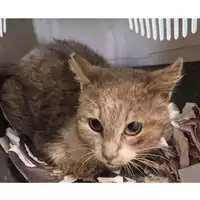 Foto dell\'animale gatto - Matr. 2024/0649 - Microchip 380260044998181