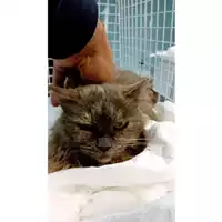 Foto dell\'animale gatto - Matr. 2024/0652 - Microchip 380260044997890