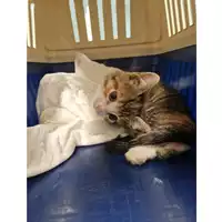 Foto dell\'animale gatto - Matr. 2024/0651 - Microchip 380260044997820