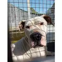 Foto dell\'animale cane - Matr. 2024/0650 - Microchip 380260102358846