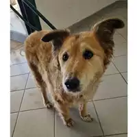 Foto dell\'animale cane - Matr. 2024/0655 - Microchip 981100000433491