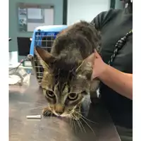 Foto dell\'animale gatto - Matr. 2024/0656 - Microchip 380260044998472