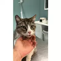 Foto dell\'animale gatto - Matr. 2024/0658 - Microchip 380260044998430