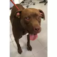 Foto dell\'animale cane - Matr. 2024/0661 - Microchip 380260044997786