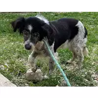Foto dell\'animale cane - Matr. 2024/0659 - Microchip 380260040151513