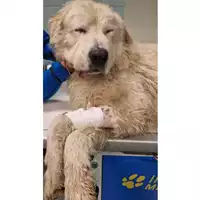 cane - Matr. 2024/0662 - Microchip 380260044998322
