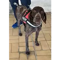 Foto dell\'animale cane - Matr. 2023/1843 - Microchip 380260101331579