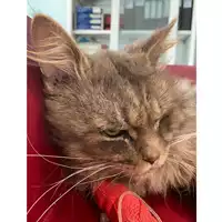 Foto dell\'animale gatto - Matr. 2024/0664 - Microchip 380260044997795