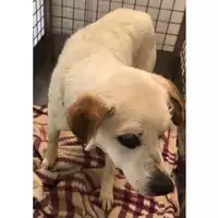 Foto dell\'animale cane - Matr. 2024/0666 - Microchip 380260004904892