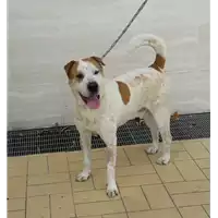 Foto dell\'animale cane - Matr. 2017/1466 - Microchip 380260043285183