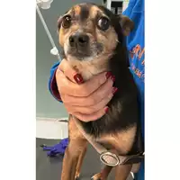 Foto dell\'animale cane - Matr. 2024/0668 - Microchip 380260044998356