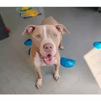 Foto dell\'animale cane - Matr. 2023/1684 - Microchip 380260100646713