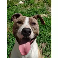 Foto dell\'animale cane - Matr. 2023/1404 - Microchip 380260045072273