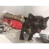 Foto dell\'animale gatto - Matr. 2017/1465 - Microchip 380260043259180