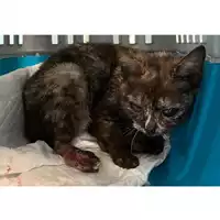 Foto dell\'animale gatto - Matr. 2024/0671 - Microchip 380260044998070
