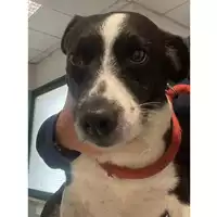 Foto dell\'animale cane - Matr. 2024/0673 - Microchip 380260044980246