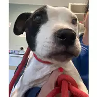 Foto dell\'animale cane - Matr. 2024/0674 - Microchip 380260044979916