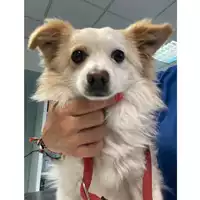 Foto dell\'animale cane - Matr. 2024/0675 - Microchip 380260044980278