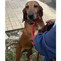 Foto dell\'animale cane - Matr. 2024/0677 - Microchip 380260042277278