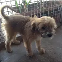 cane - Matr. 2017/1468 - Microchip 380260043269351