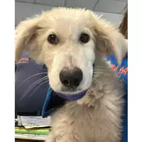 Foto dell\'animale cane - Matr. 2024/0678 - Microchip 380260044980055