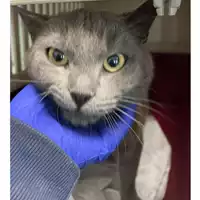 Foto dell\'animale gatto - Matr. 2024/0681 - Microchip 380260044980147