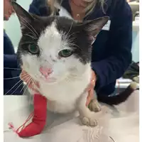 Foto dell\'animale gatto - Matr. 2024/0682 - Microchip 380260044980008