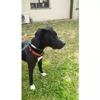 Foto dell\'animale cane - Matr. 2024/0684 - Microchip 380260044979762