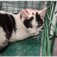 Foto dell\'animale gatto - Matr. 2024/0686 - Microchip 380260044997579