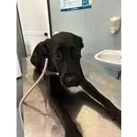 Foto dell\'animale cane - Matr. 2024/0685 - Microchip 380260044997877