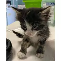 Foto dell\'animale gatto - Matr. 2024/0699 - Microchip 380260044980068